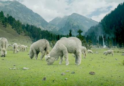 Jammu Kashmir Round Journey – Start & Return Chandigarh