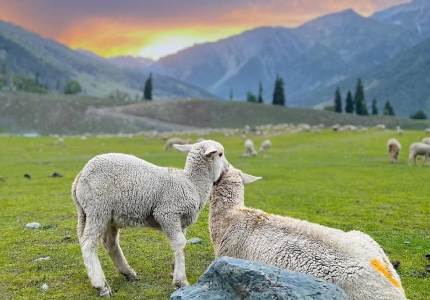 Kashmir Grand Tour – 9 Days Across Gulmarg, Sonmarg, Pahalgam